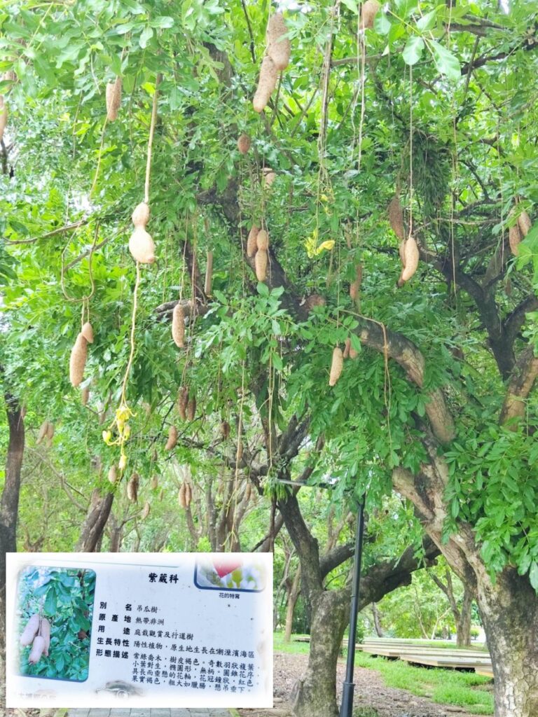 大埔湖濱公園露營區