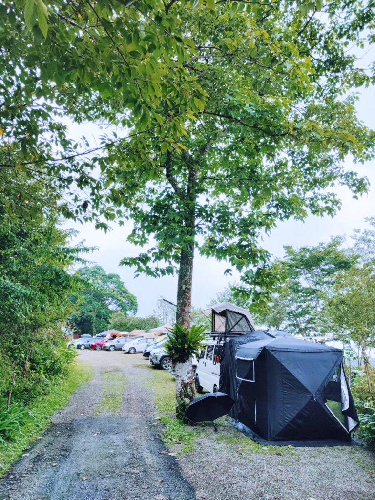 五峰鄉雲頂杉林露營區